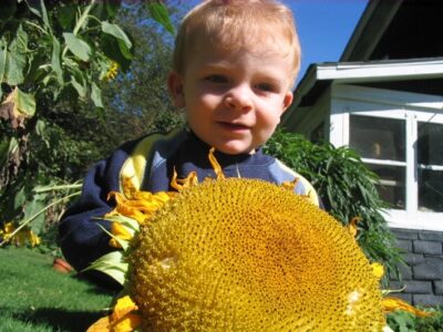 How to Grow Giant Sunflowers Image